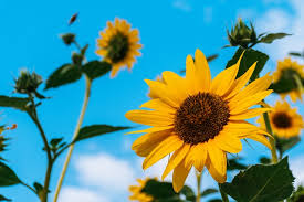A close up shot of a sunflower and the blue sky as a backdrop