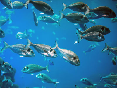 A close up picture of shark skinh