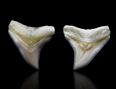 A picture of isolate shark teeth