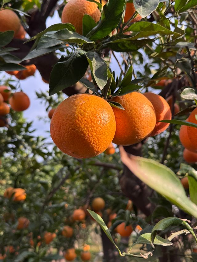 oranges in a tree in an orange grove