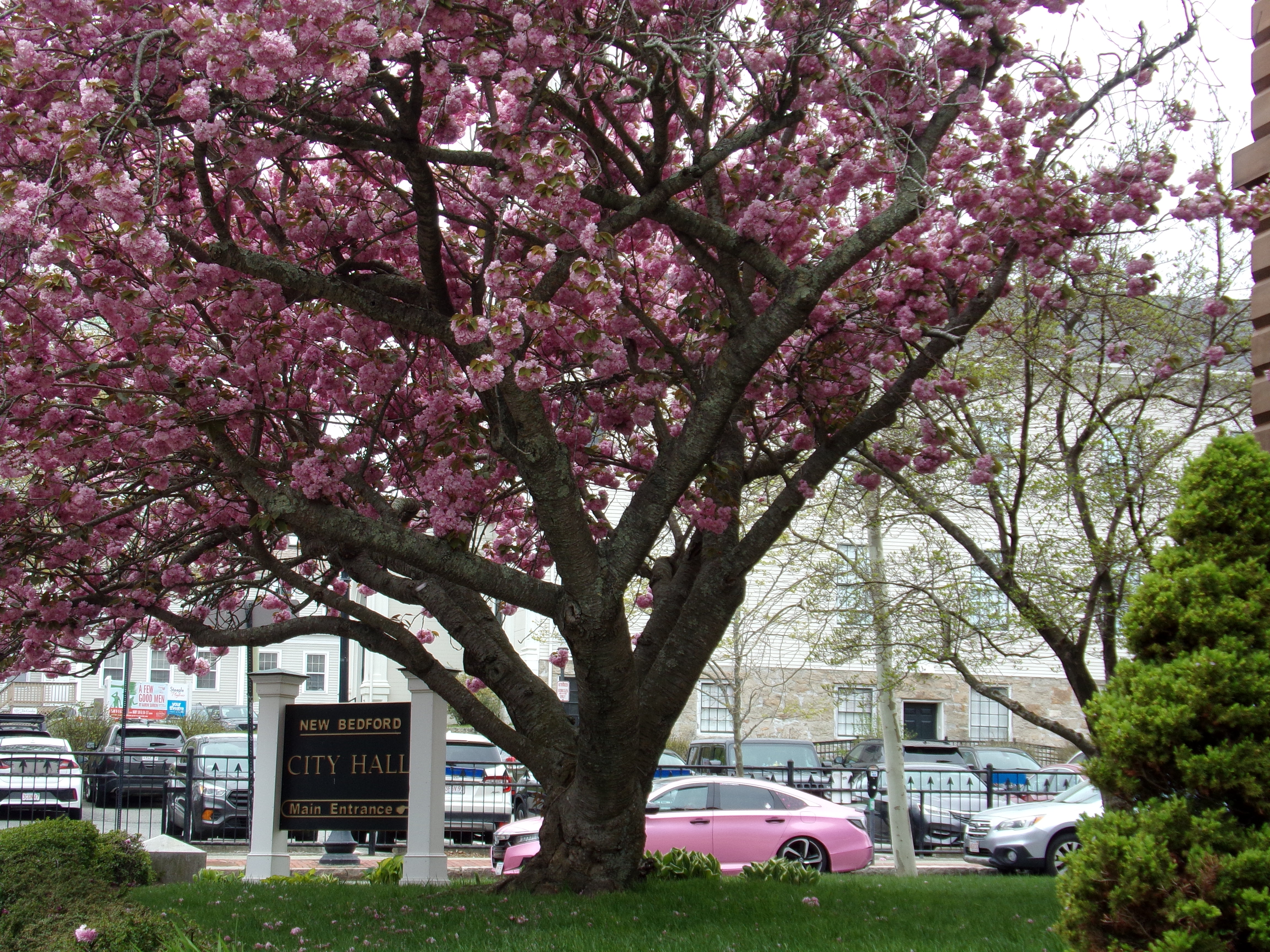 pink tree and car