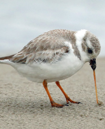Piping Plover