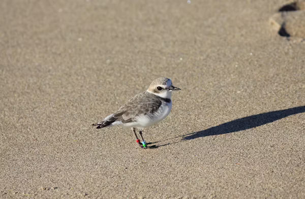 Piping Plover