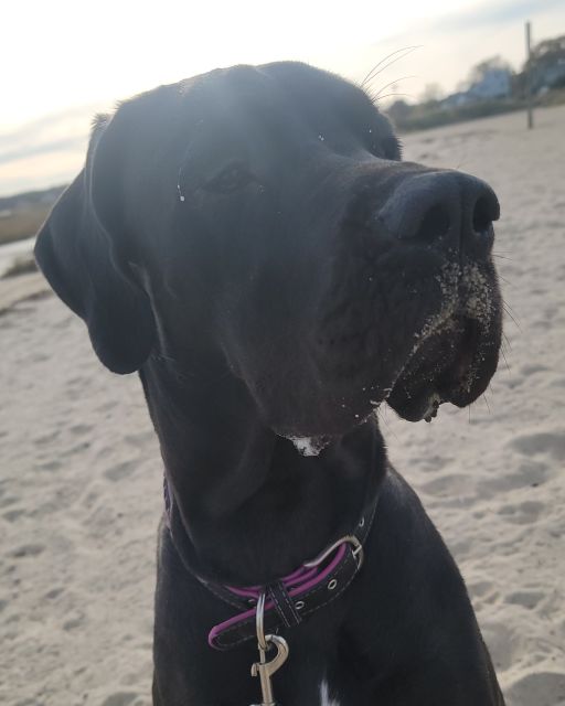 Dexie enjoying the beach