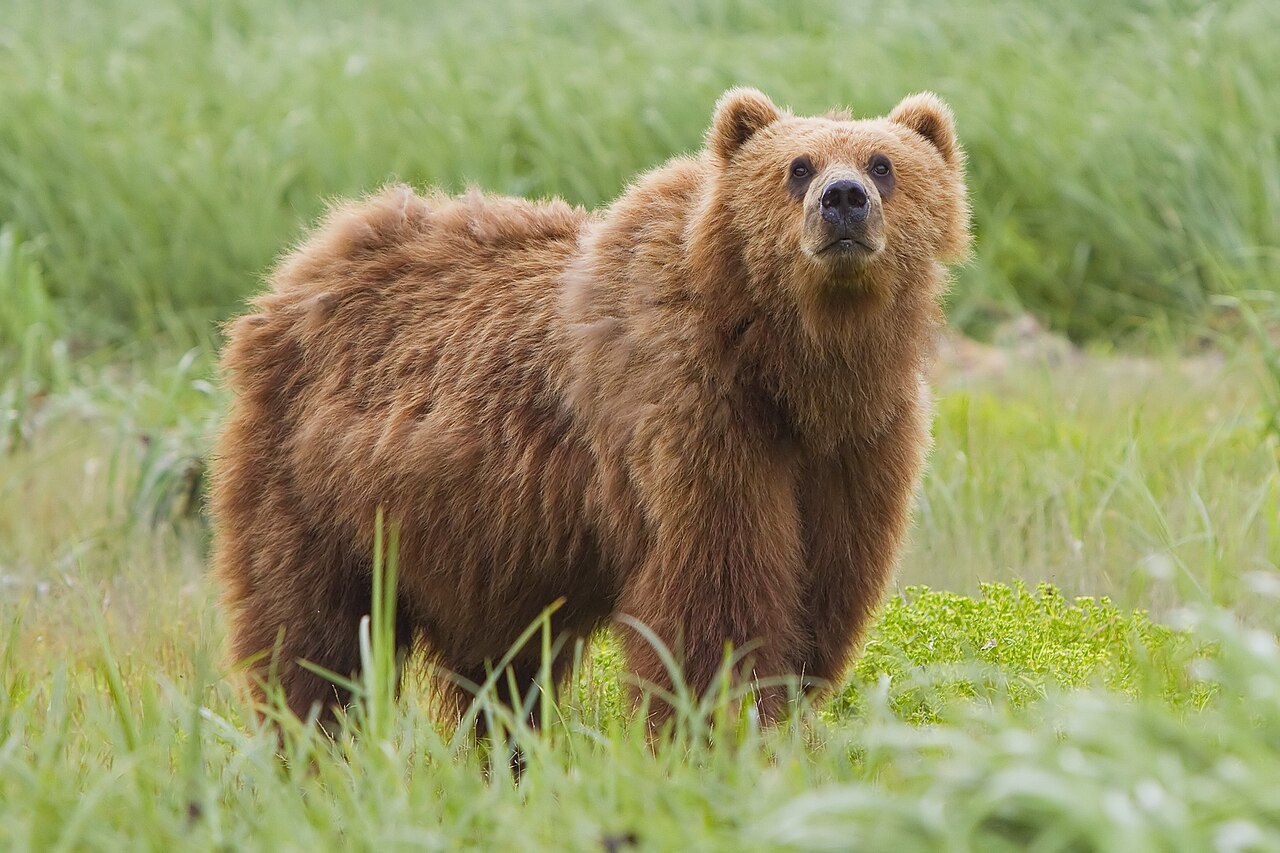 An adult grizzly bear.