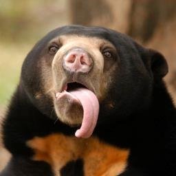 An adult sun bear.