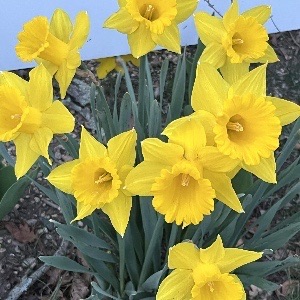 daffodil