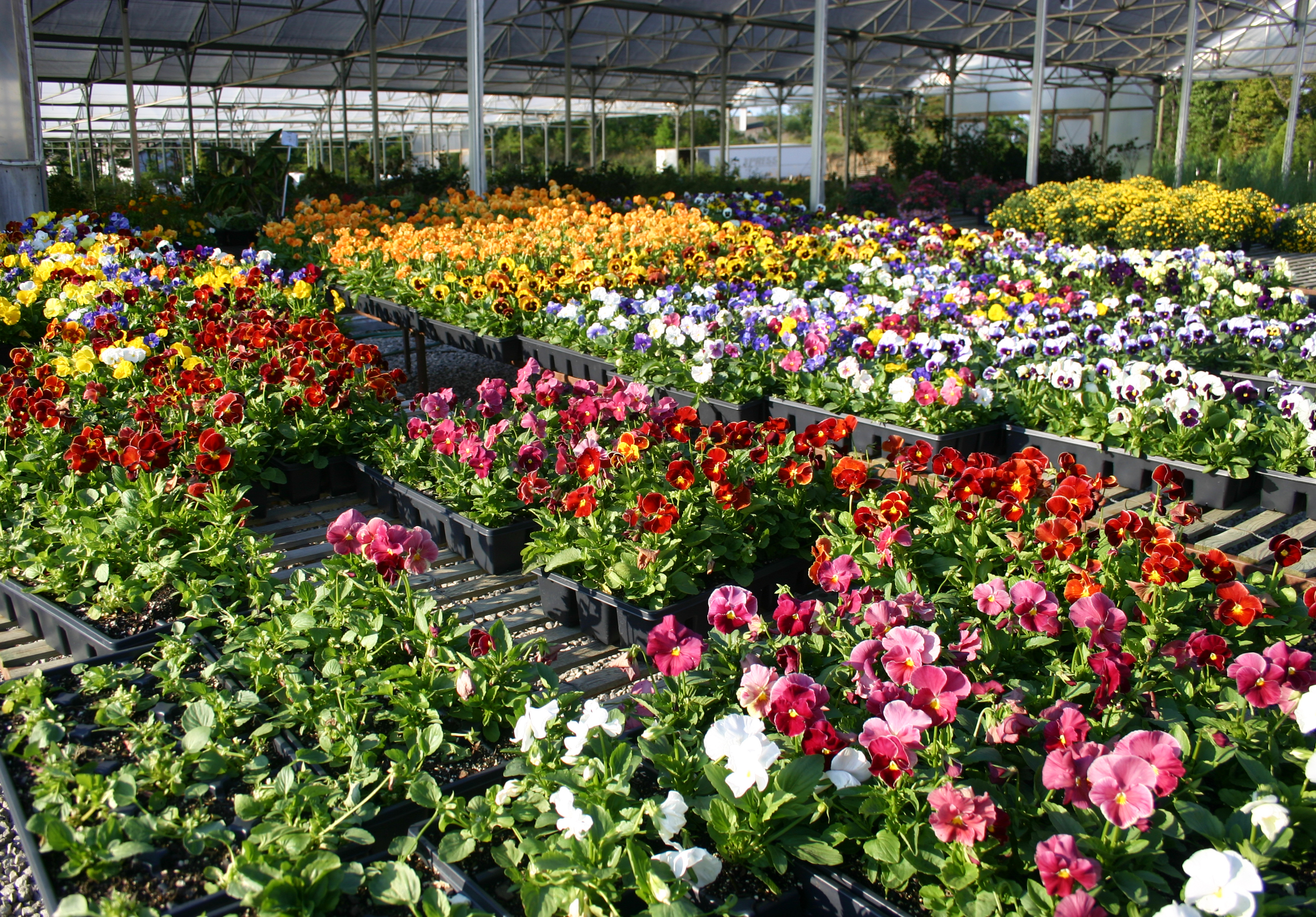 Flowering Plants