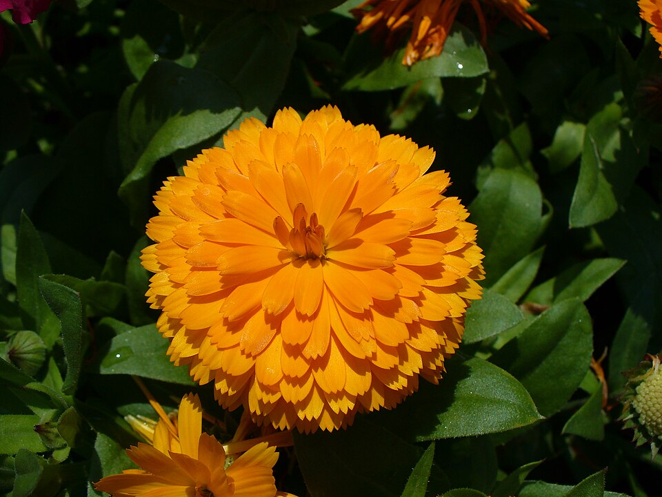 Marigolds