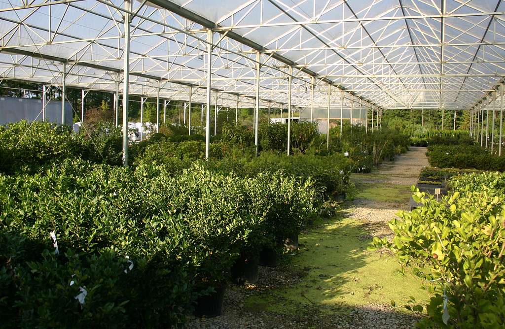Trees & Shrubs