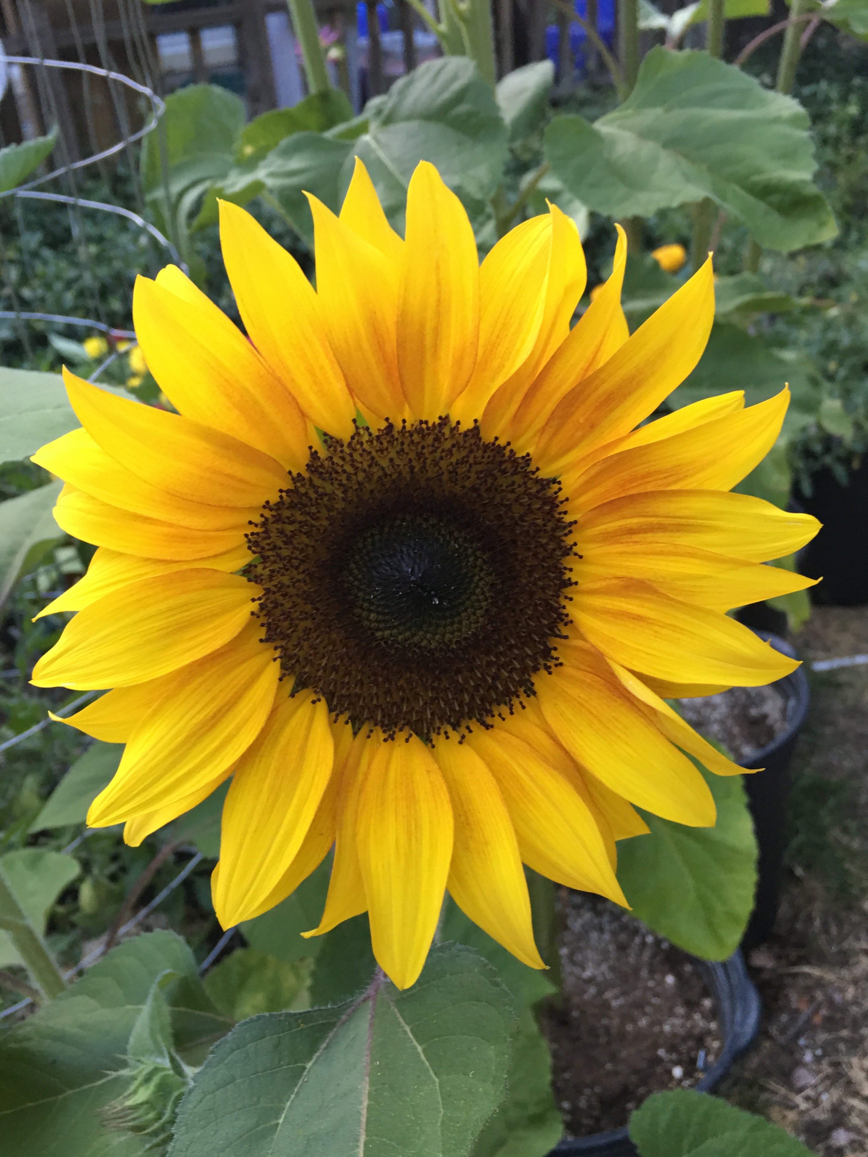 Sunflowers