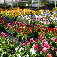 Flowering Plants