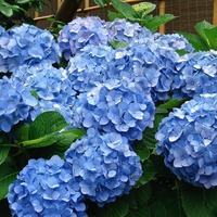 Hydrangeas