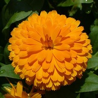 Marigolds
