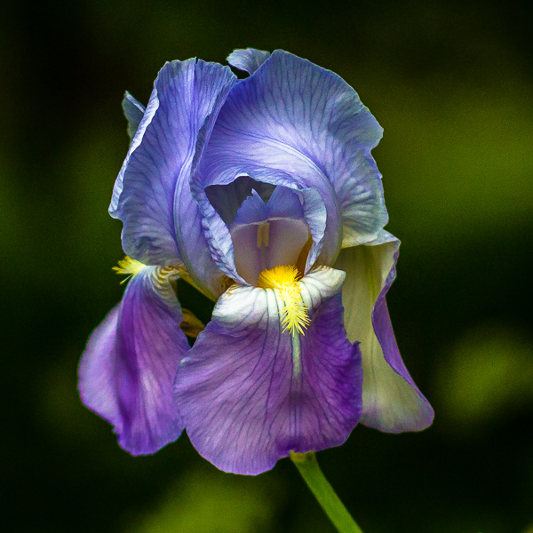 iris