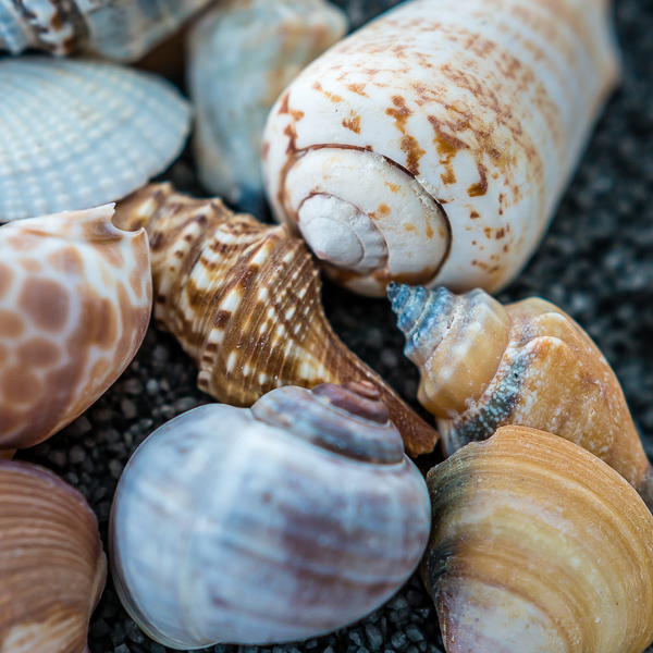 shells