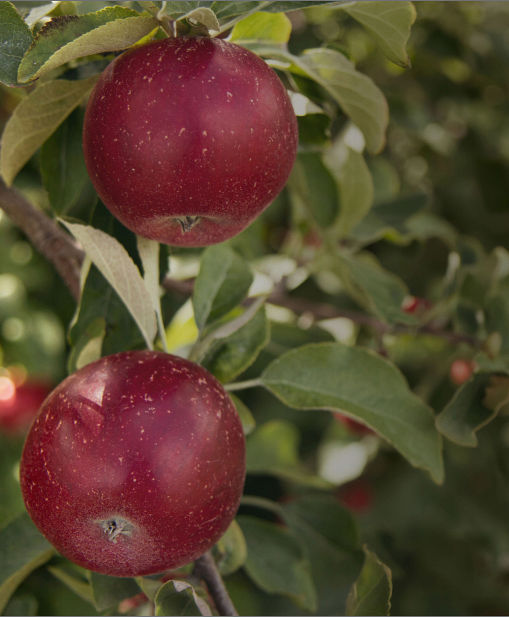 hero apple image
