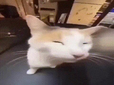 Cat sticking out its tongue