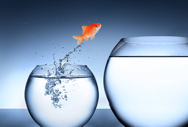 Fish jumping out of fishbowl