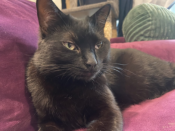 Luna the cat