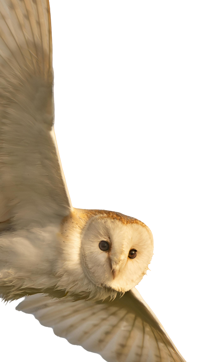 delivery owl