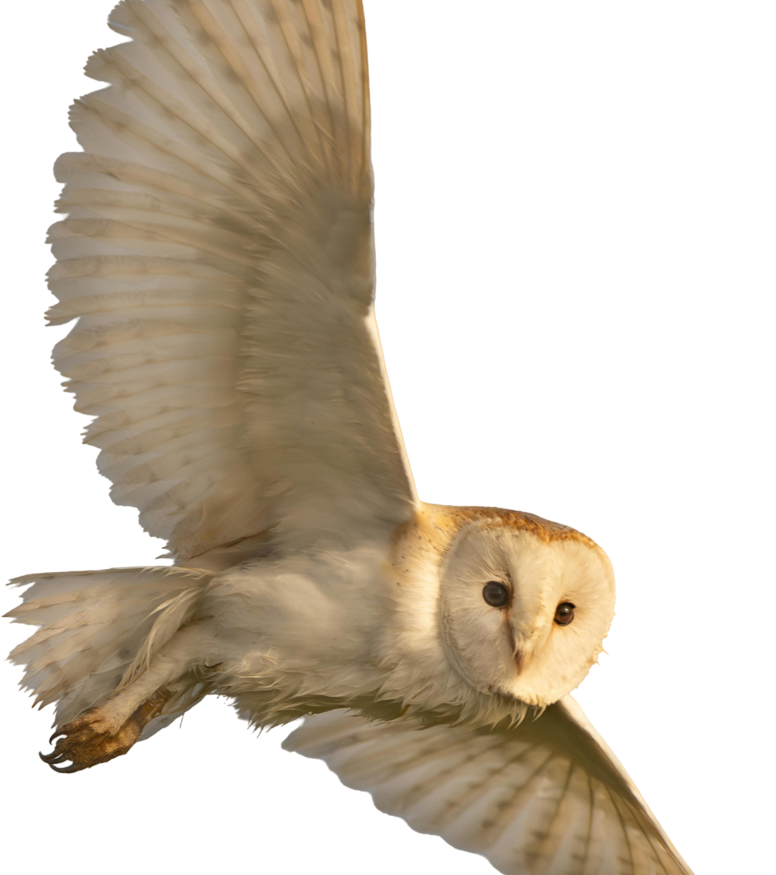 delivery owl