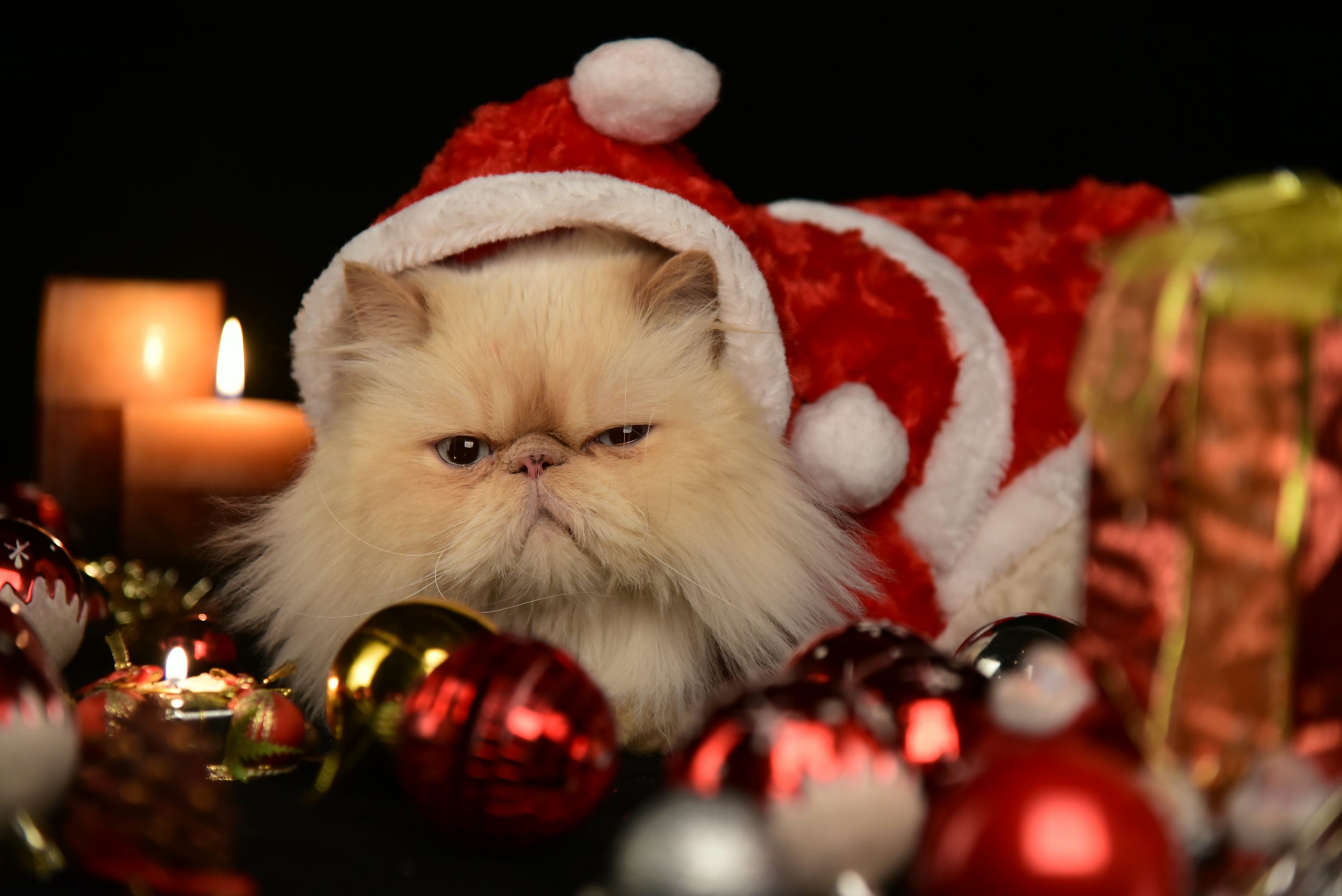 a cat dressed like santa sits in front of a candle with christmas ornaments