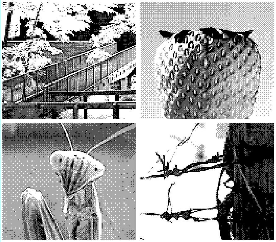 Gameboy Camera Photographs: A Bridge, A Strawberry, A Praying Mantis, Barbed Wire