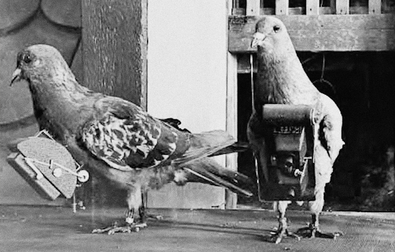 Old Black and White Photo of Cameras Attached to Pigeons