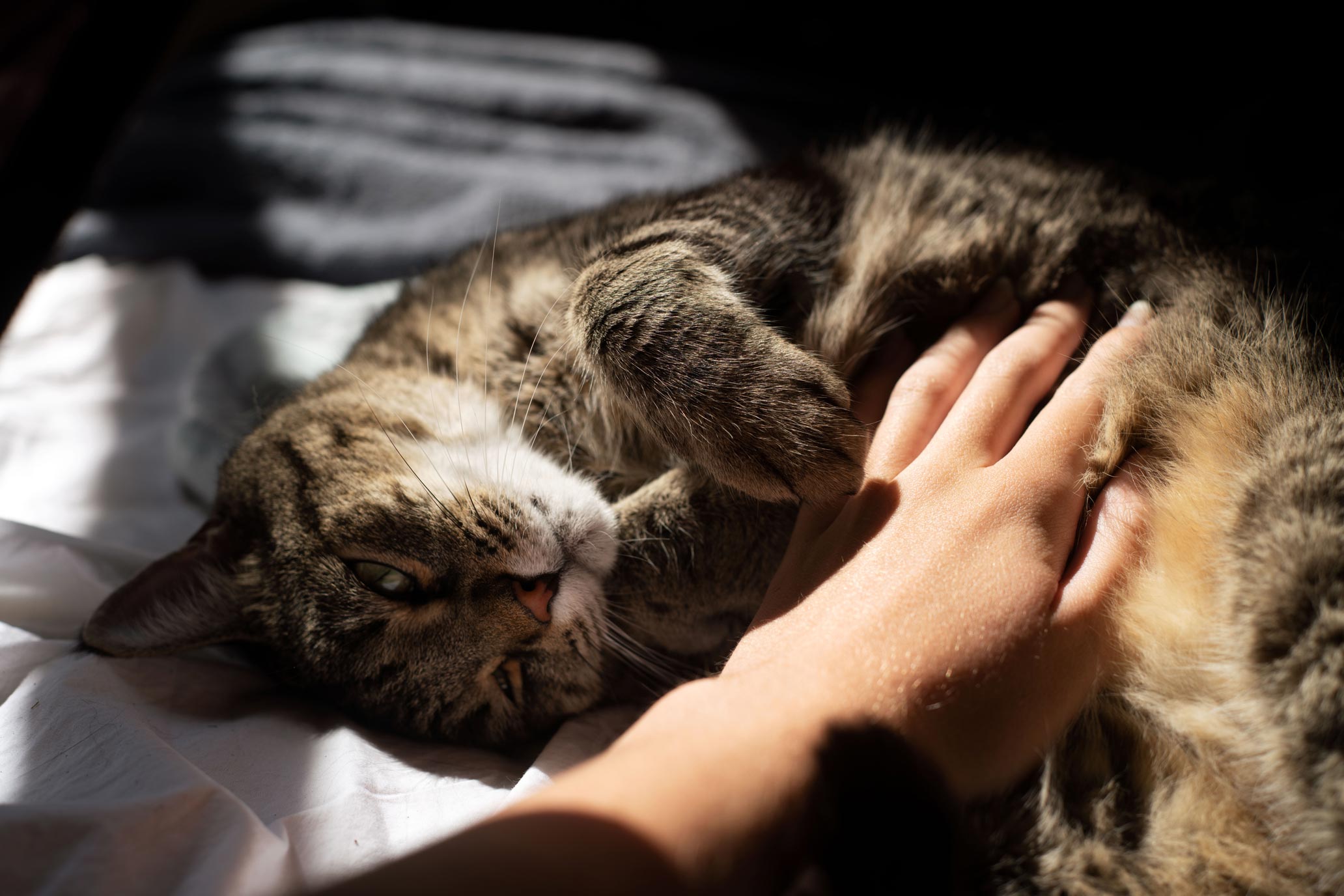 Cat in a sunbeam